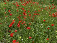 IMG_0068.jpeg