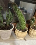 IMG_0432.jpeg